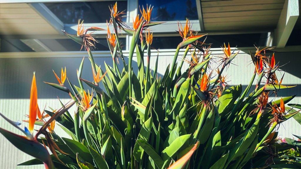 Bird of Paradise plants