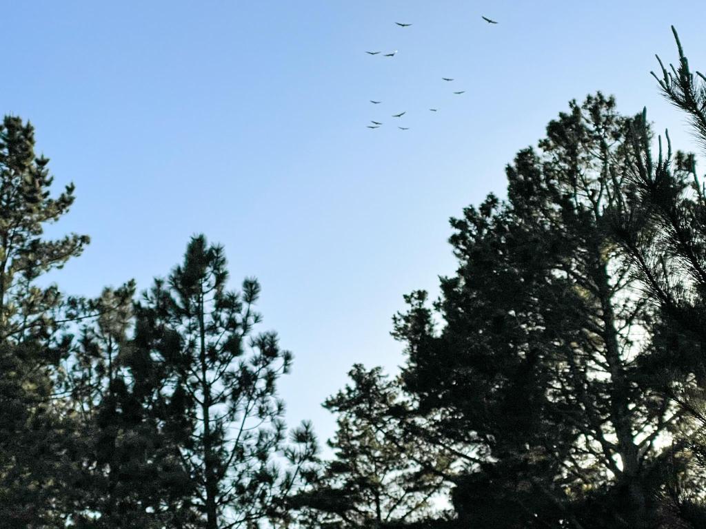 Birds flying past trees