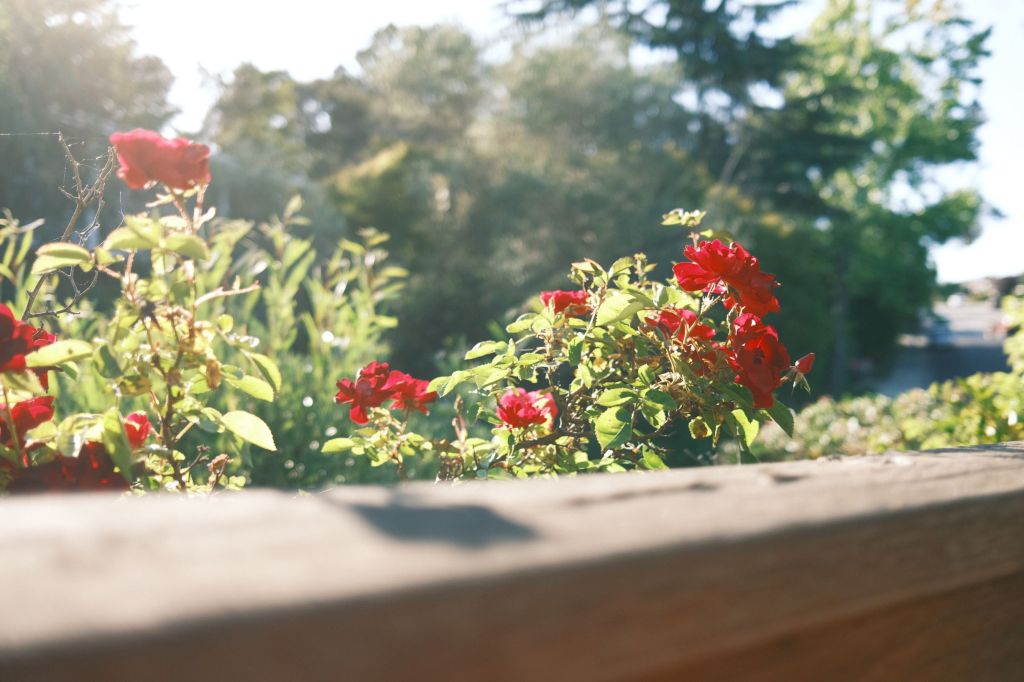 Flowers on the other side of a fence