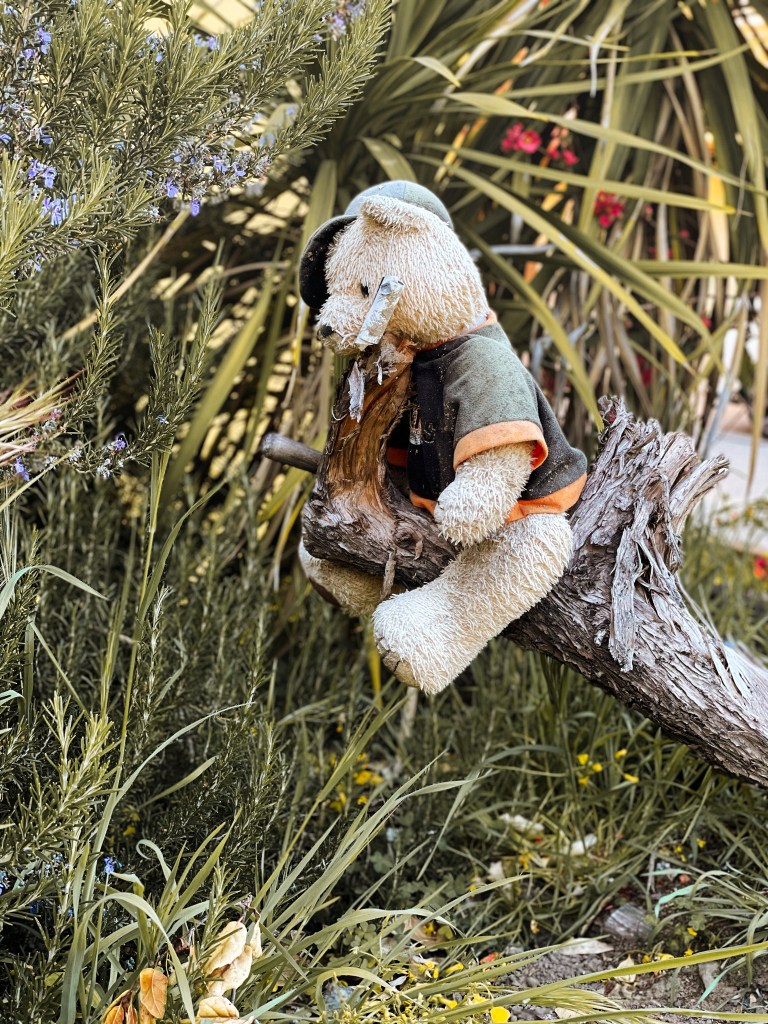 Bear perched on a piece of wood