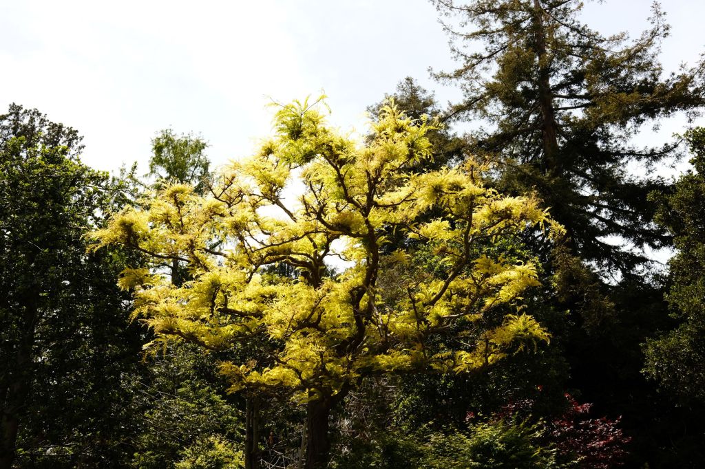 Yellow-green tree