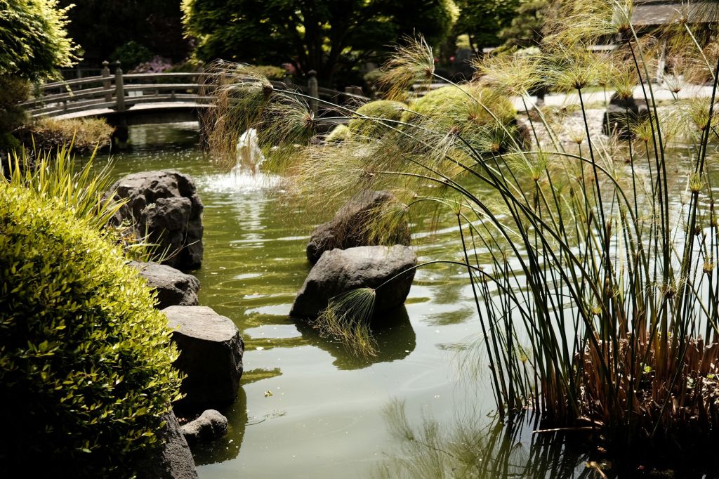 Japanese garden pond