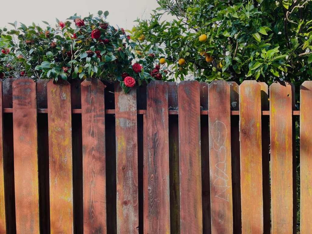 Flowers above a fence