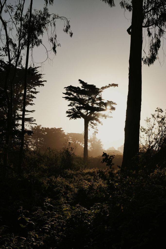 Sunrise through trees