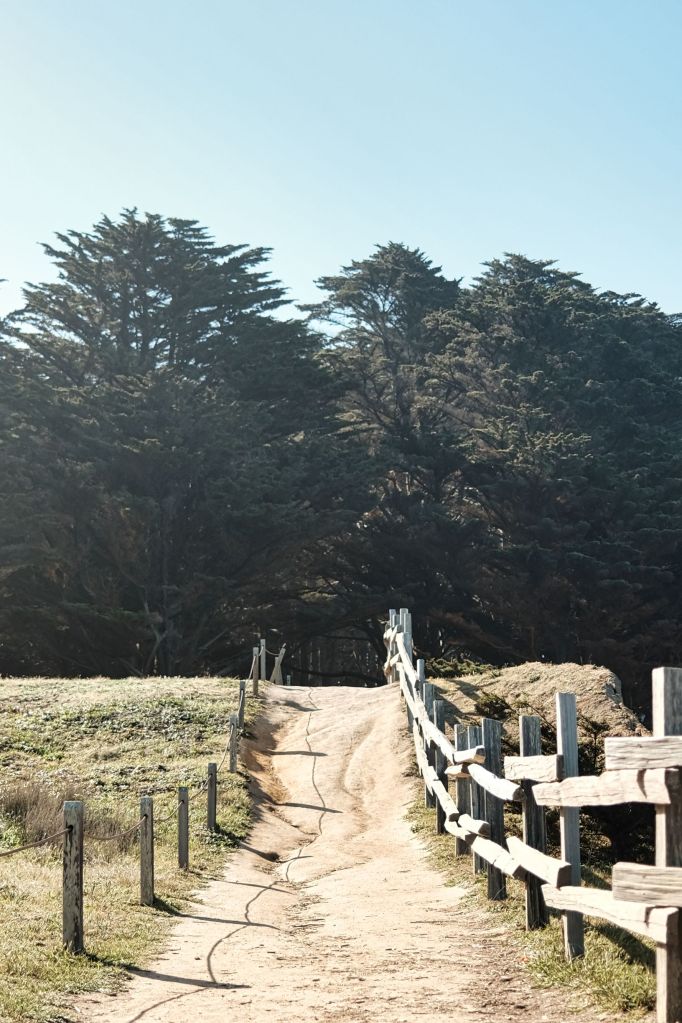 Dirt path leading to forest