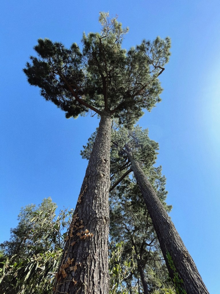 Looking up at two trees