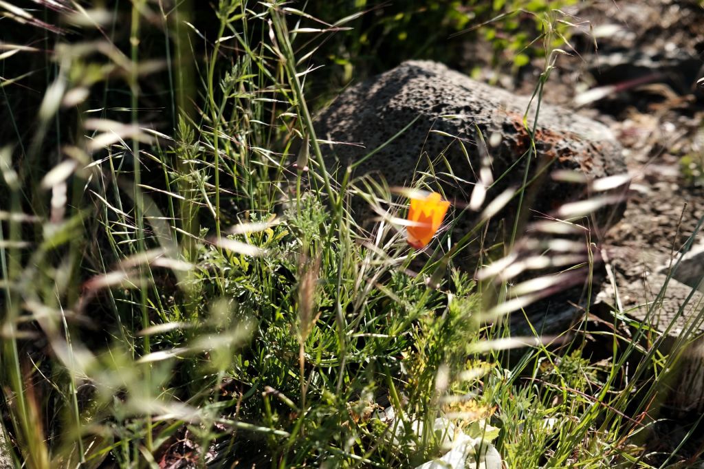 Walking Around, X100V